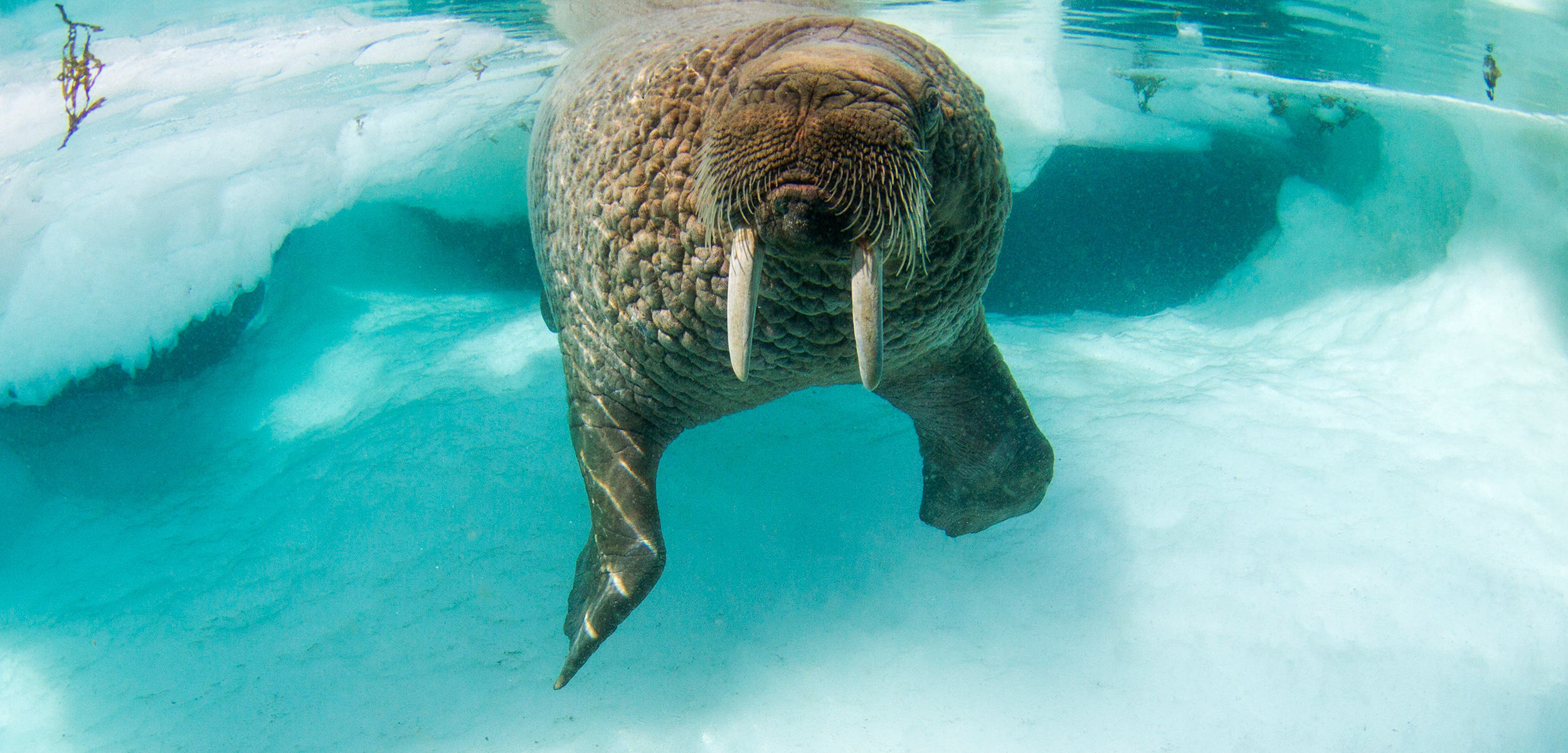 Detail Walruses Images Nomer 32