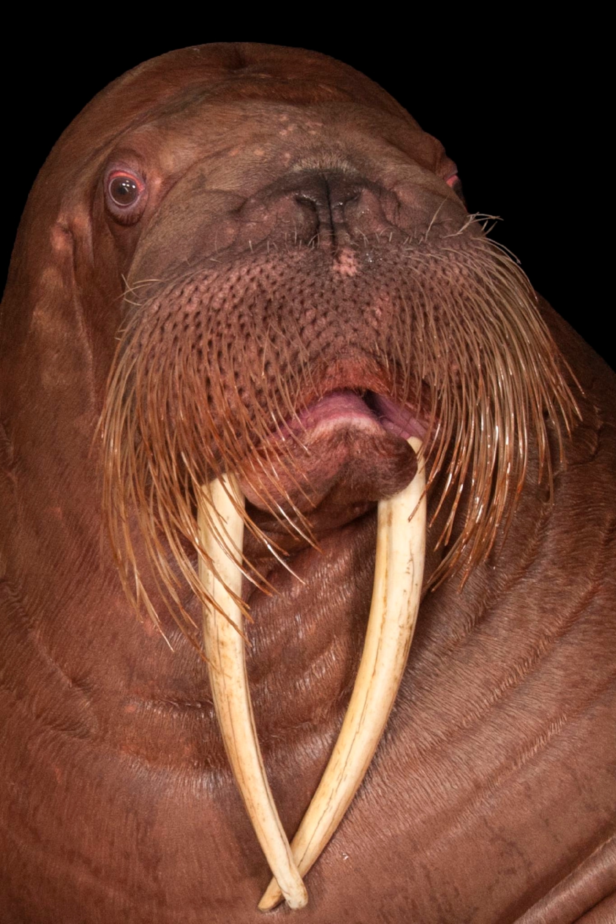 Detail Walruses Images Nomer 33