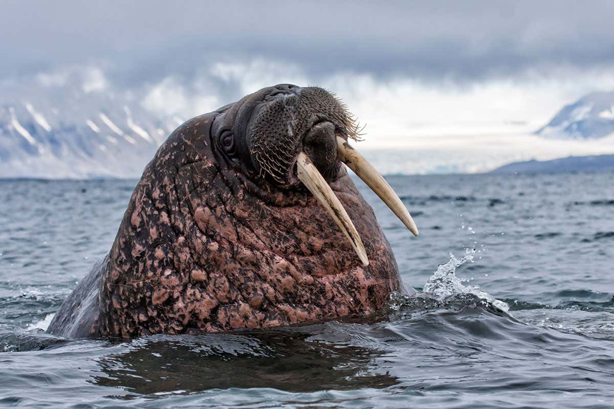Detail Walruses Images Nomer 35