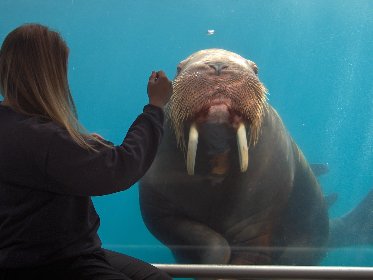 Detail Walruses Images Nomer 39