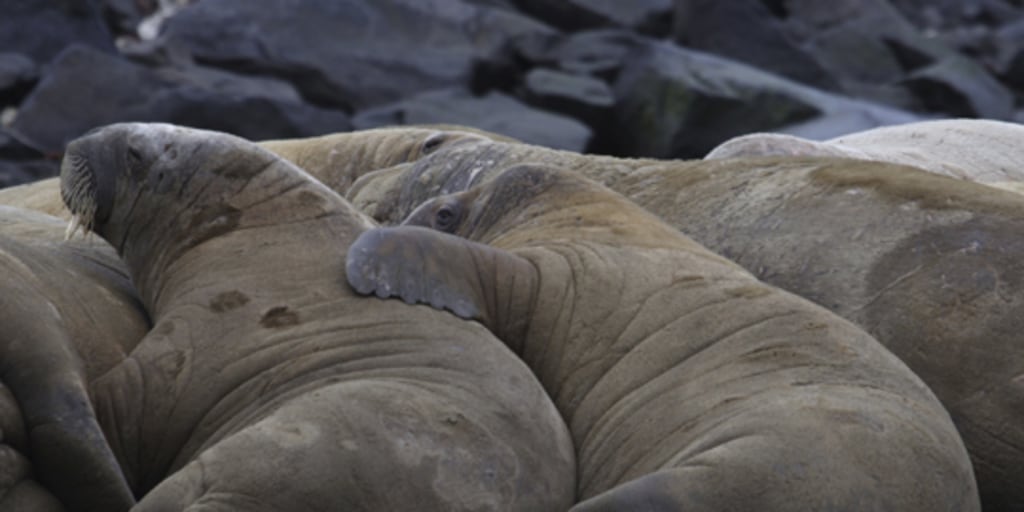 Detail Walruses Images Nomer 40
