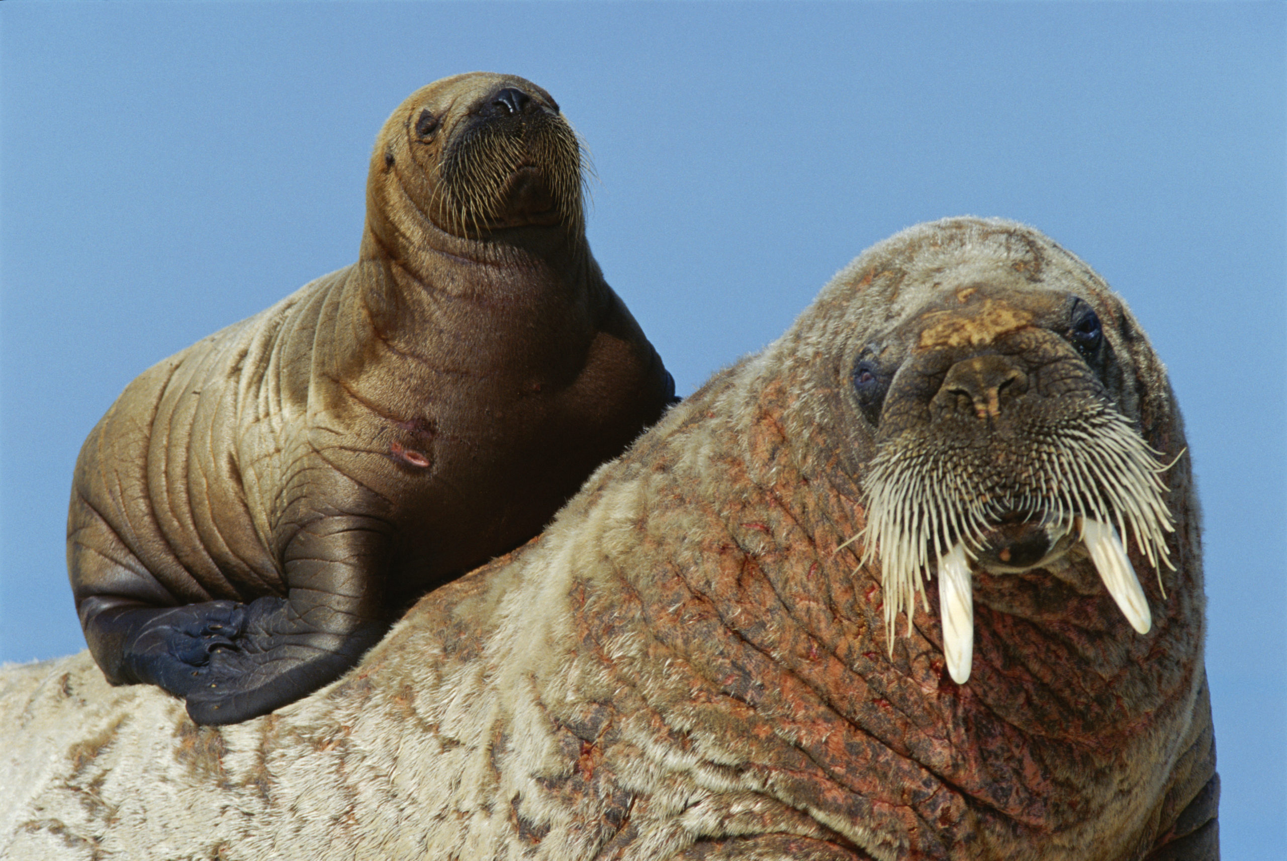 Detail Walruses Images Nomer 41