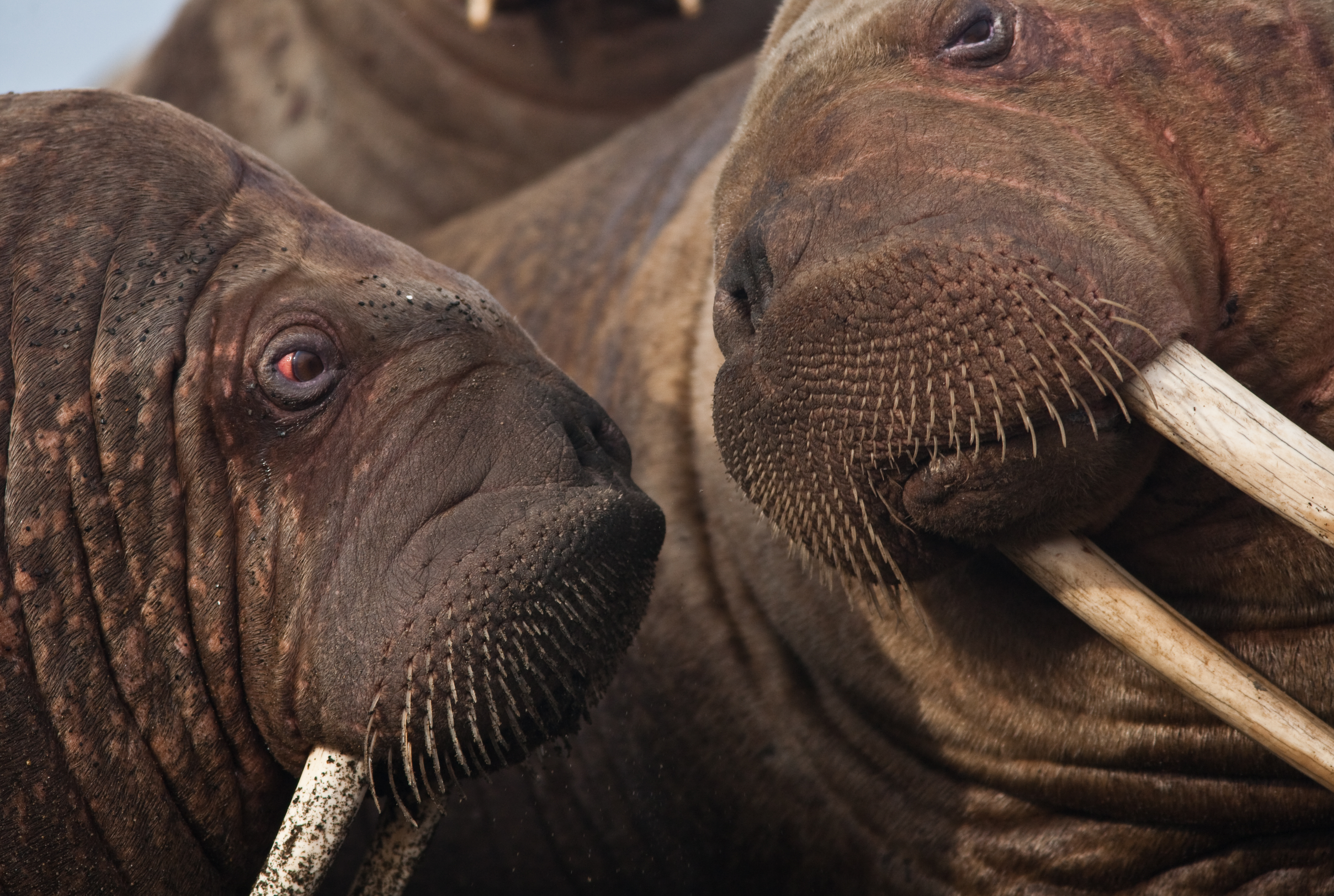 Detail Walruses Images Nomer 42
