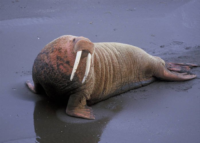 Detail Walruses Images Nomer 44