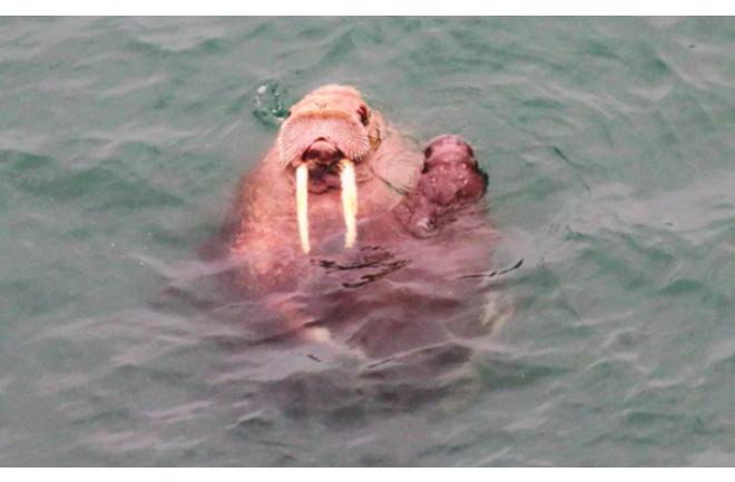 Detail Walruses Images Nomer 45