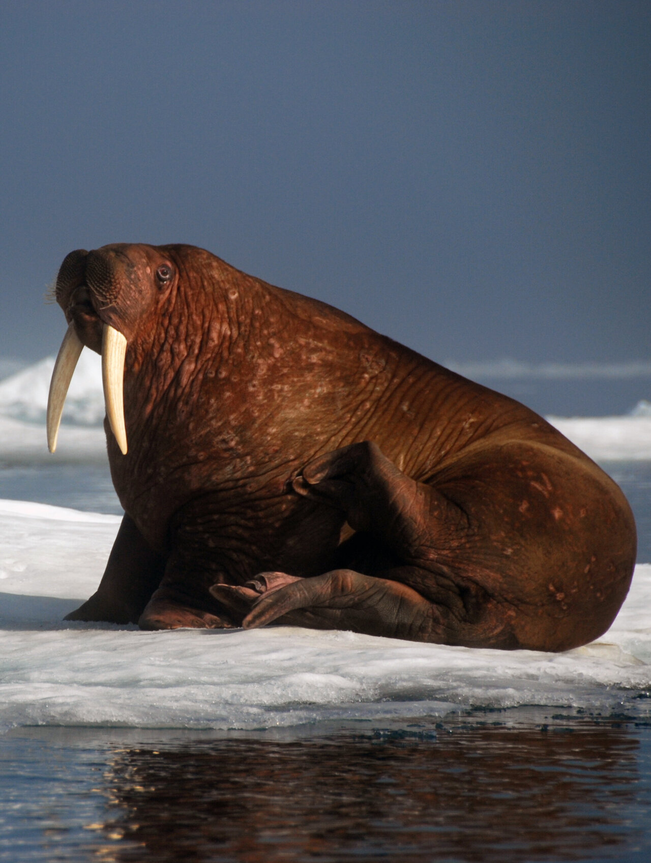 Detail Walruses Images Nomer 46