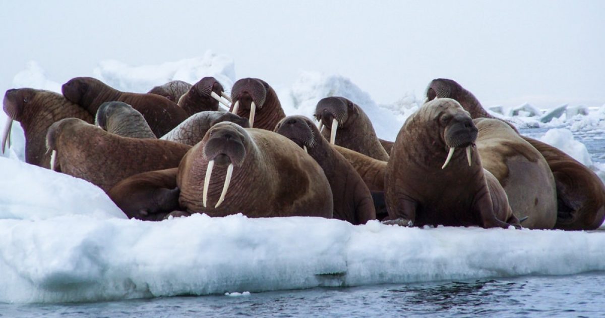 Detail Walruses Images Nomer 48