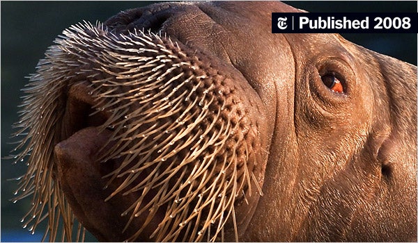 Detail Walruses Images Nomer 6