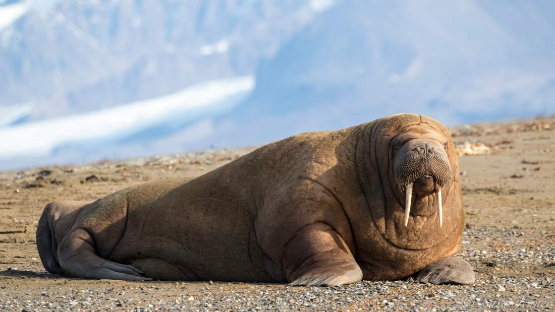 Detail Walruses Images Nomer 49