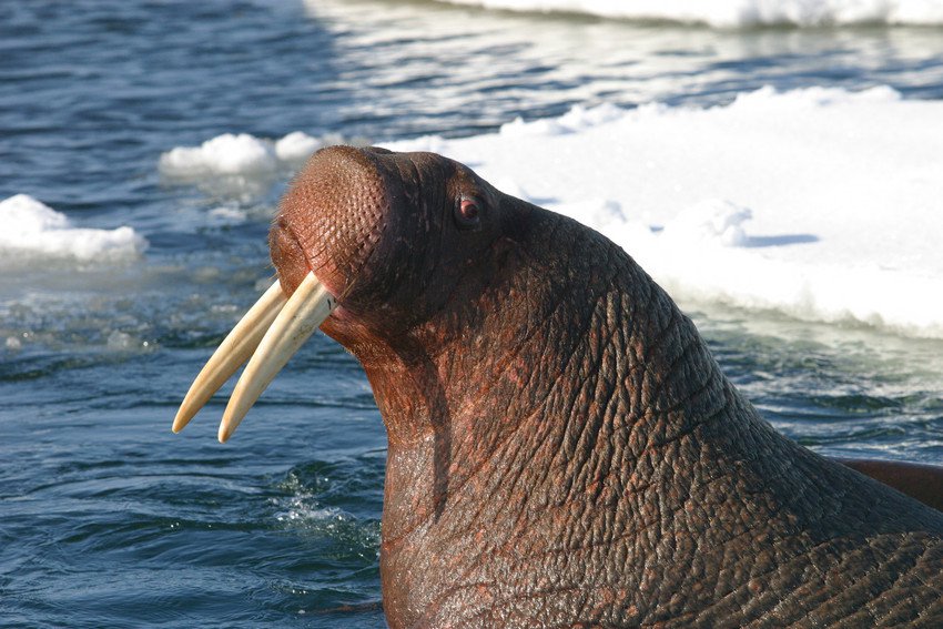 Detail Walruses Images Nomer 50