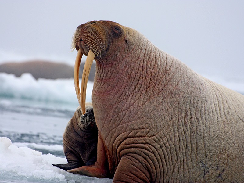 Detail Walruses Images Nomer 52