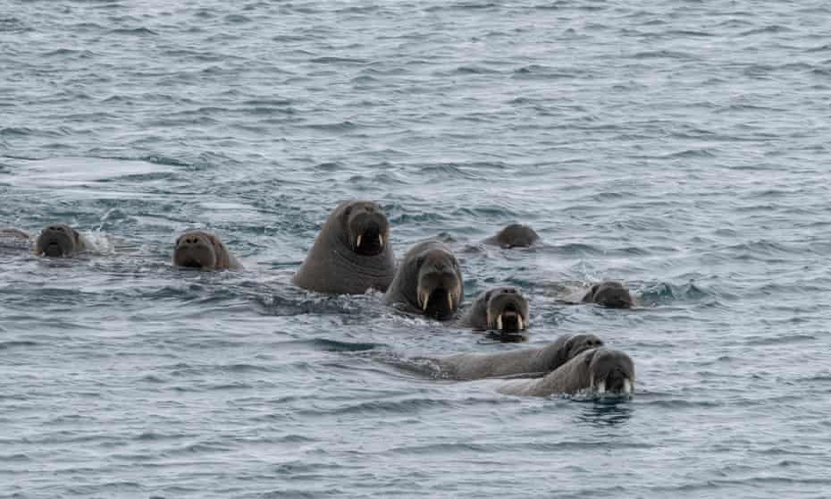 Detail Walruses Images Nomer 53