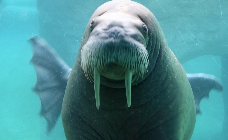 Detail Walruses Images Nomer 54