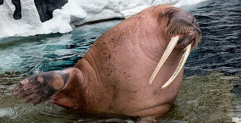Detail Walruses Images Nomer 57