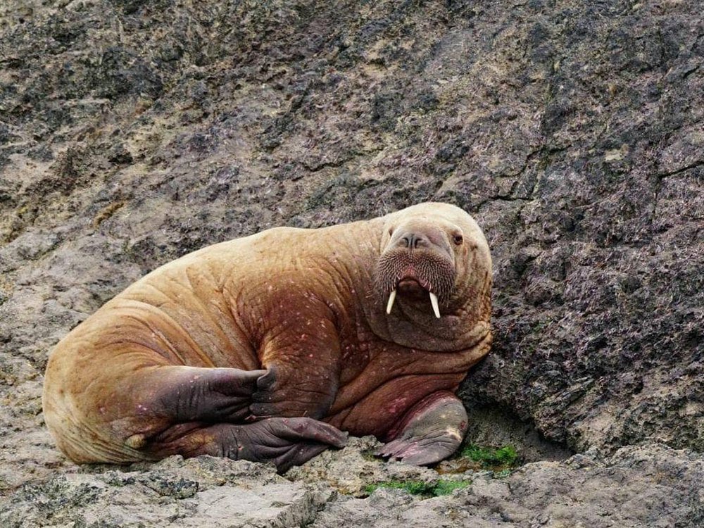 Detail Walruses Images Nomer 58
