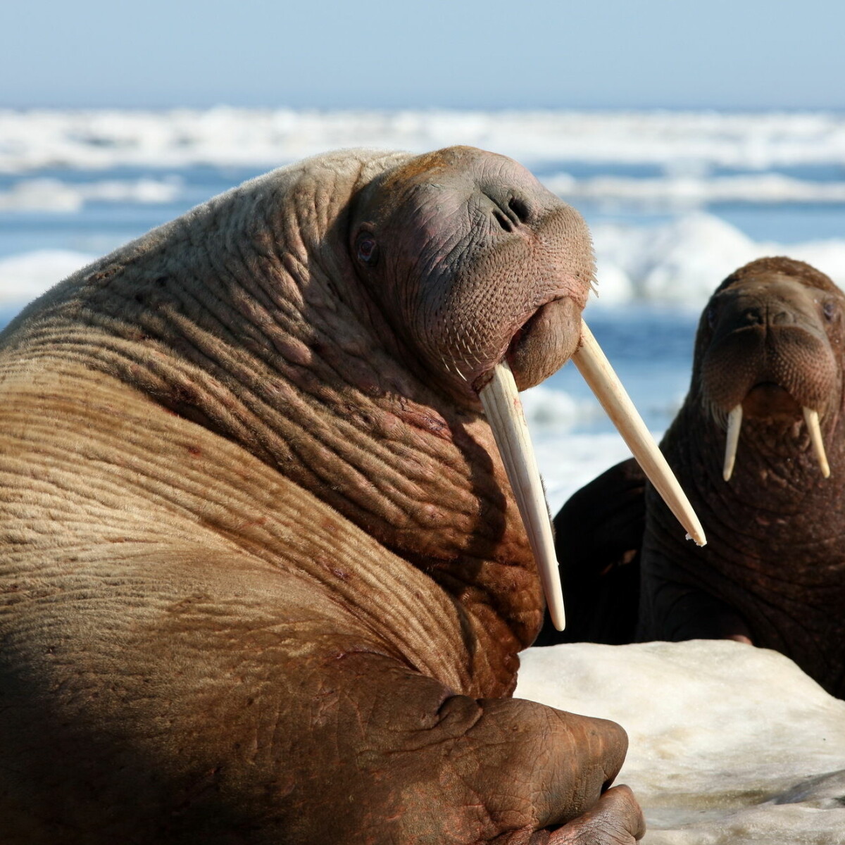 Detail Walruses Images Nomer 7