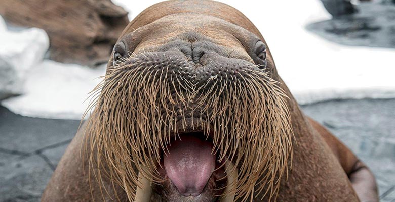 Detail Walruses Images Nomer 8
