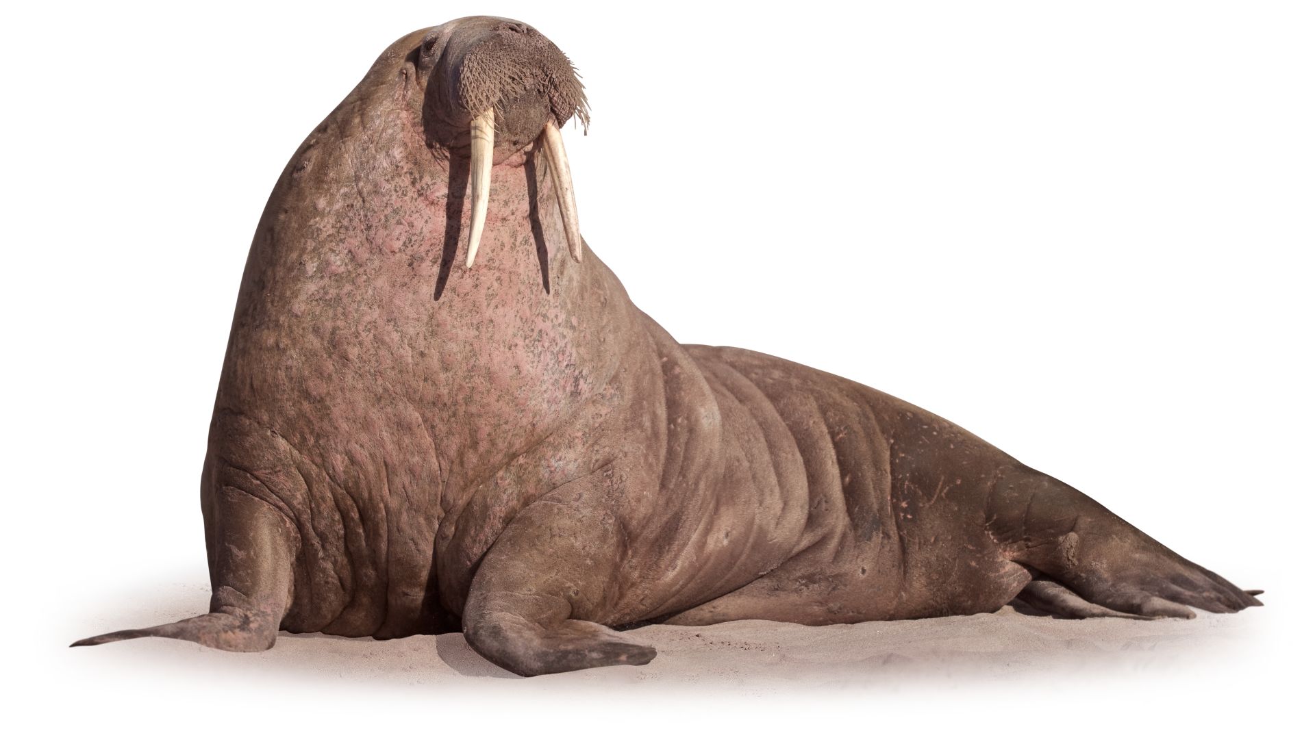 Detail Walruses Images Nomer 9