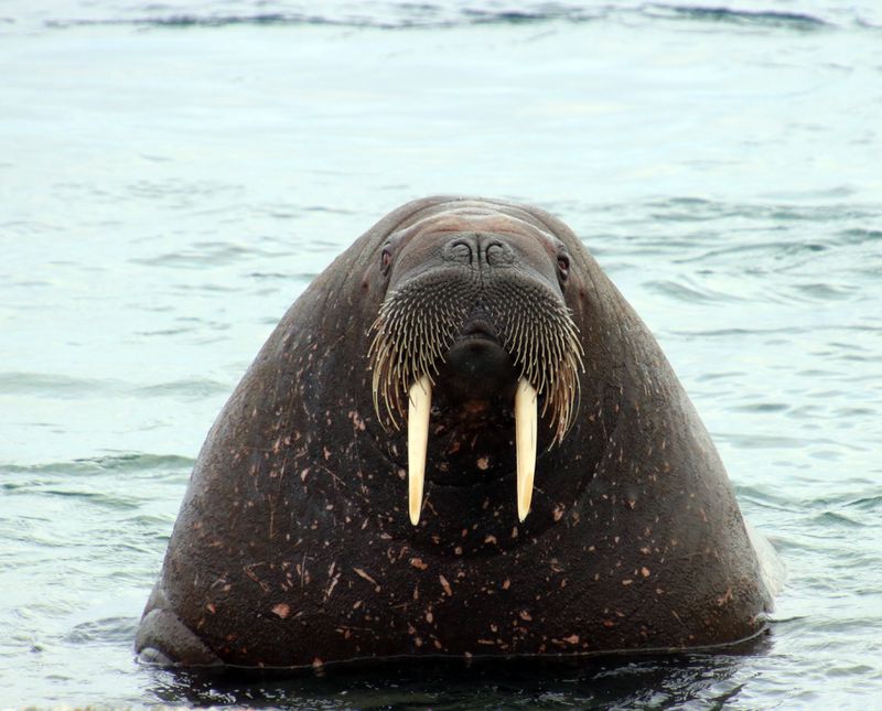 Detail Walruses Images Nomer 10
