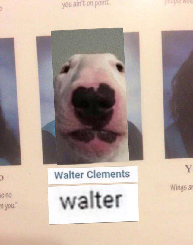 Detail Walter Dog Meme Nomer 32