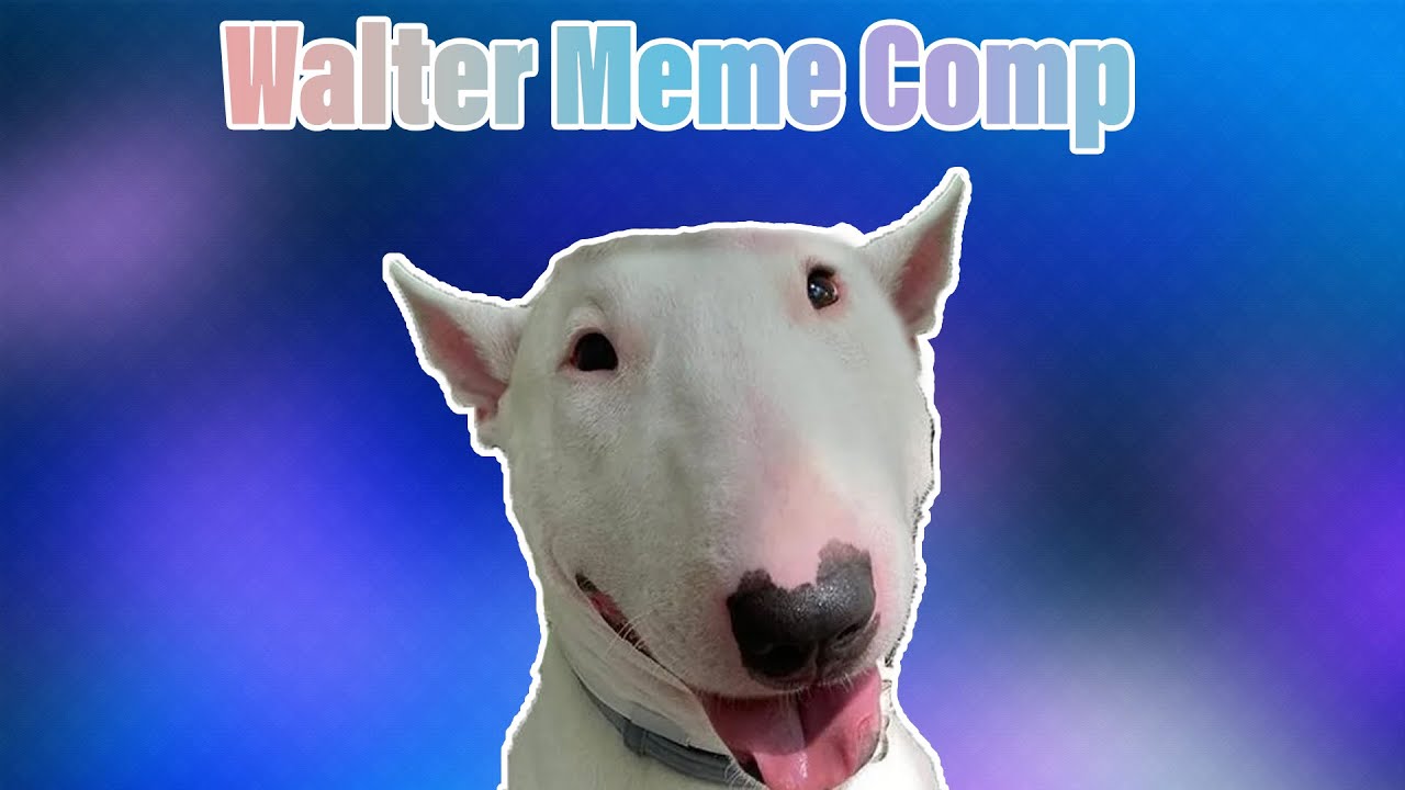 Detail Walter Dog Meme Nomer 43