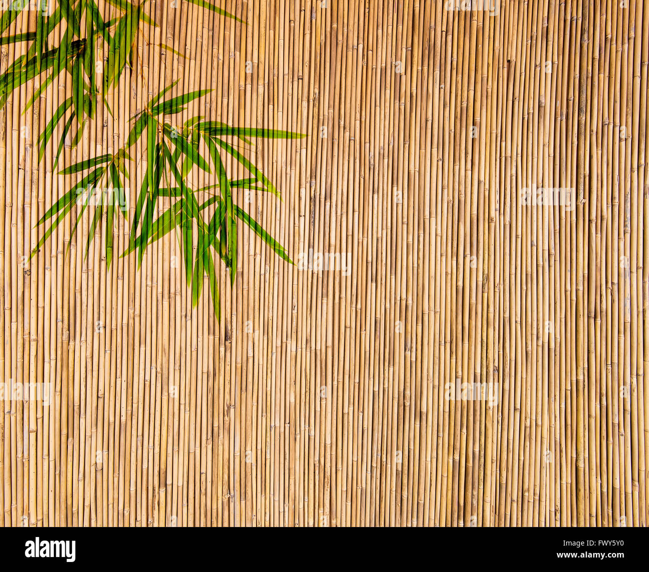 Detail Backdrop Bambu Nomer 11