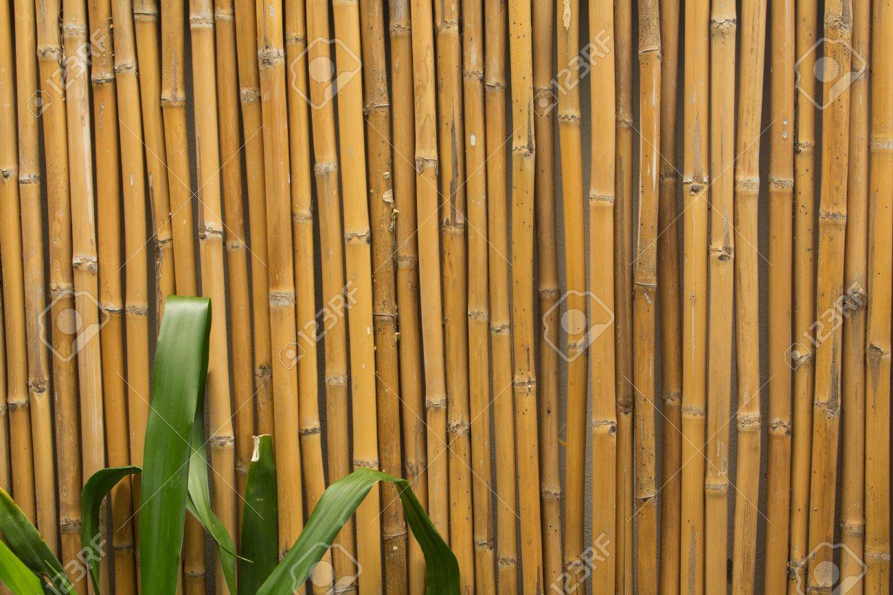 Detail Backdrop Bambu Nomer 13