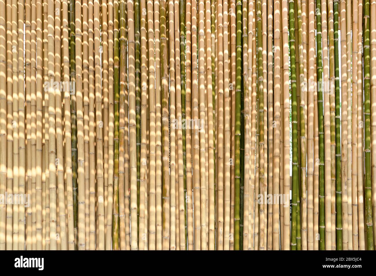 Detail Backdrop Bambu Nomer 29