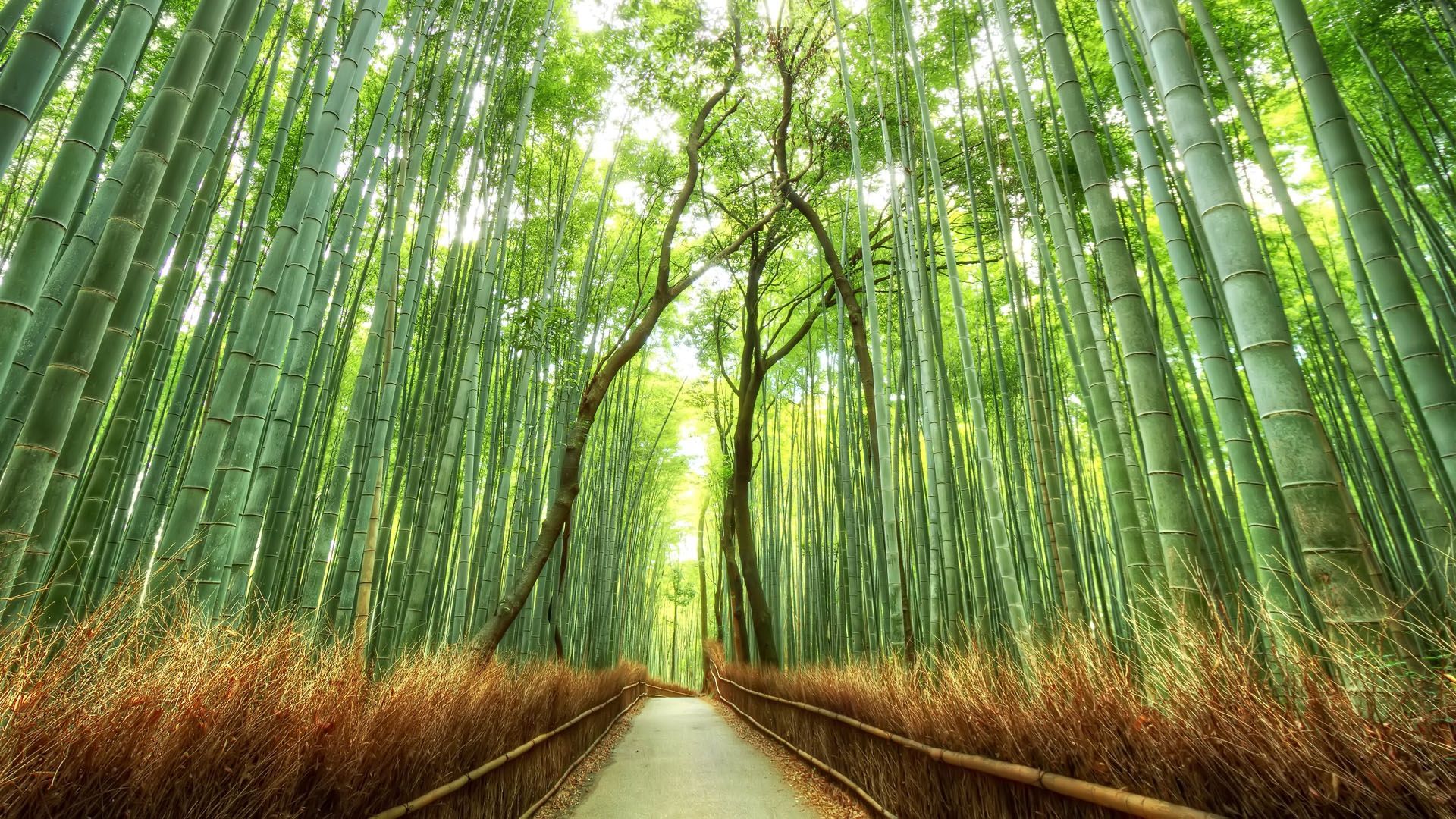 Detail Backdrop Bambu Nomer 30