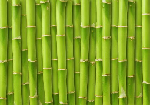 Detail Backdrop Bambu Nomer 44