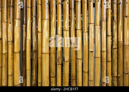 Detail Backdrop Bambu Nomer 45