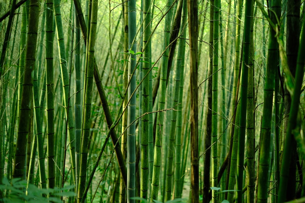 Detail Backdrop Bambu Nomer 47