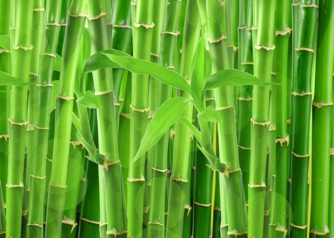 Detail Backdrop Bambu Nomer 55
