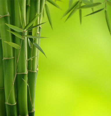 Detail Backdrop Bambu Nomer 56