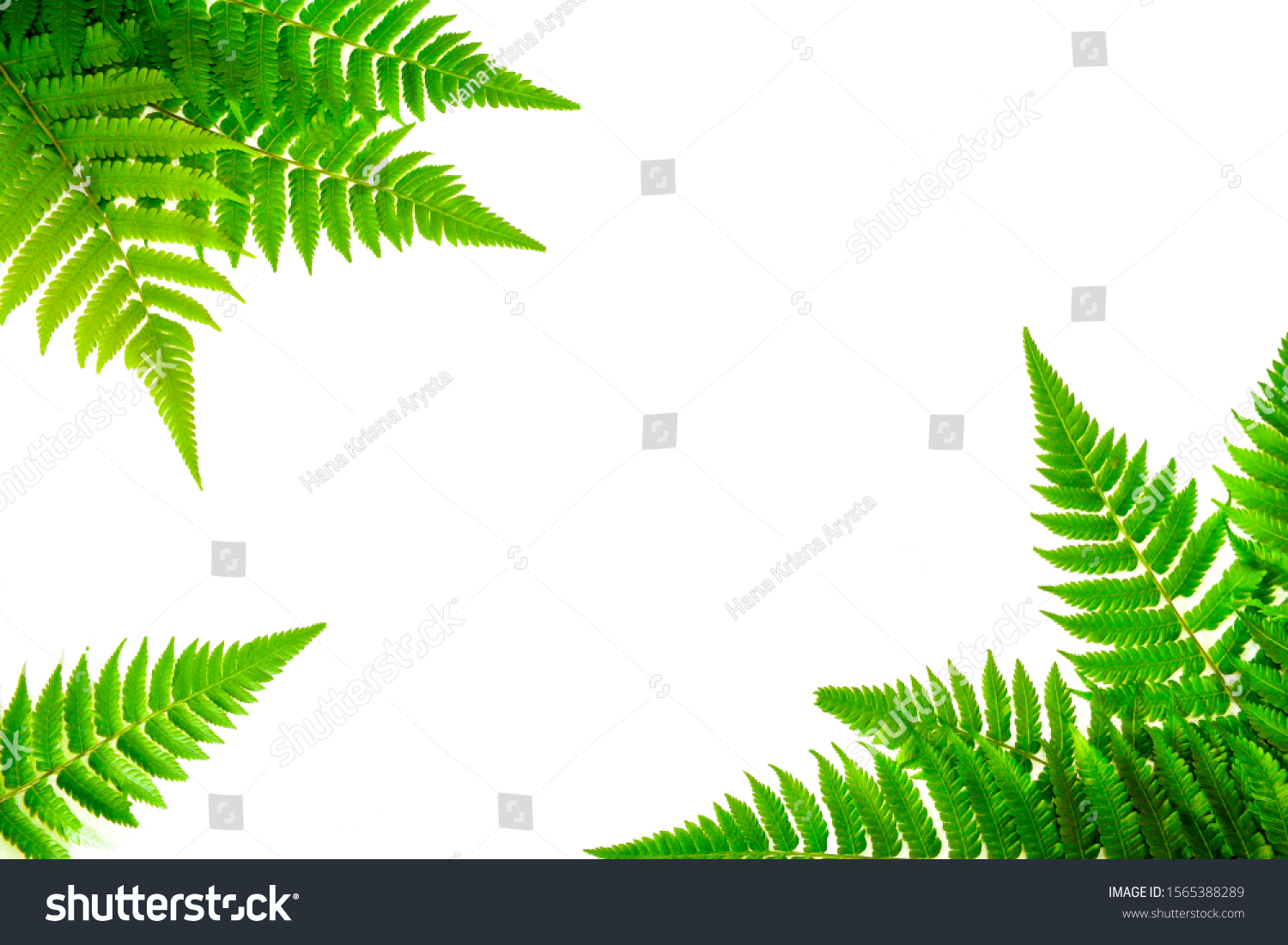 Detail Backgound Daun Nomer 13