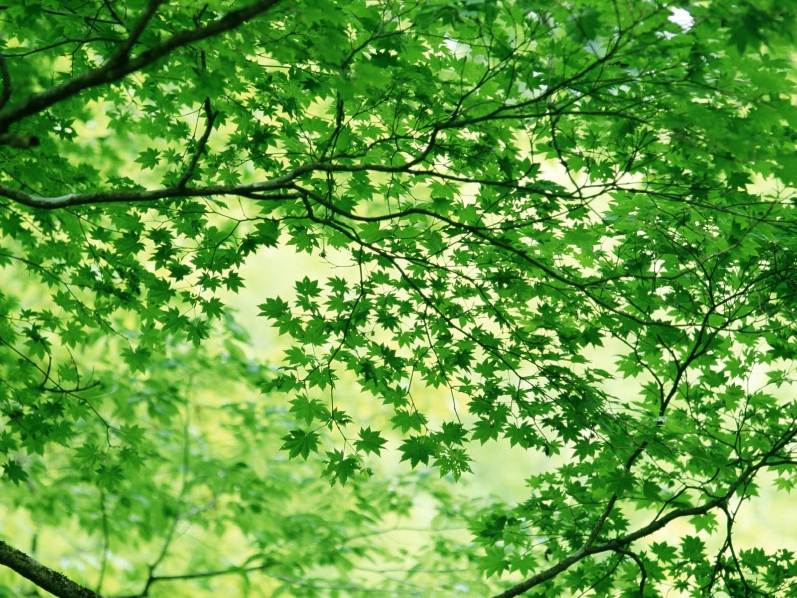 Detail Backgroun Hijau Daun Nomer 15