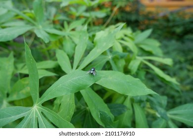 Detail Backgroun Hijau Daun Nomer 29