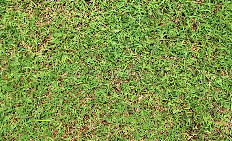 Detail Backgroun Rumput Nomer 11