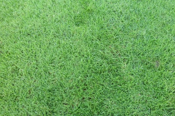 Detail Backgroun Rumput Nomer 24