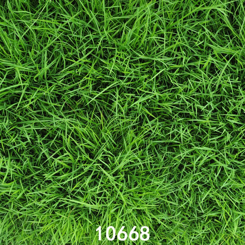 Detail Backgroun Rumput Nomer 25
