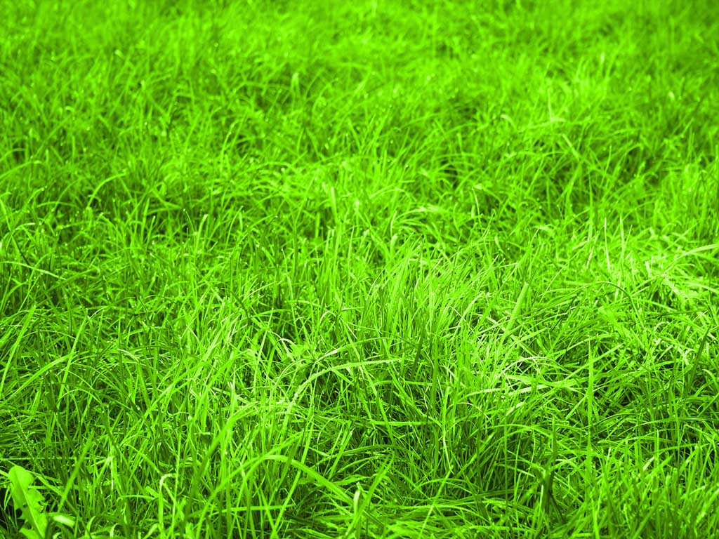 Detail Backgroun Rumput Nomer 26
