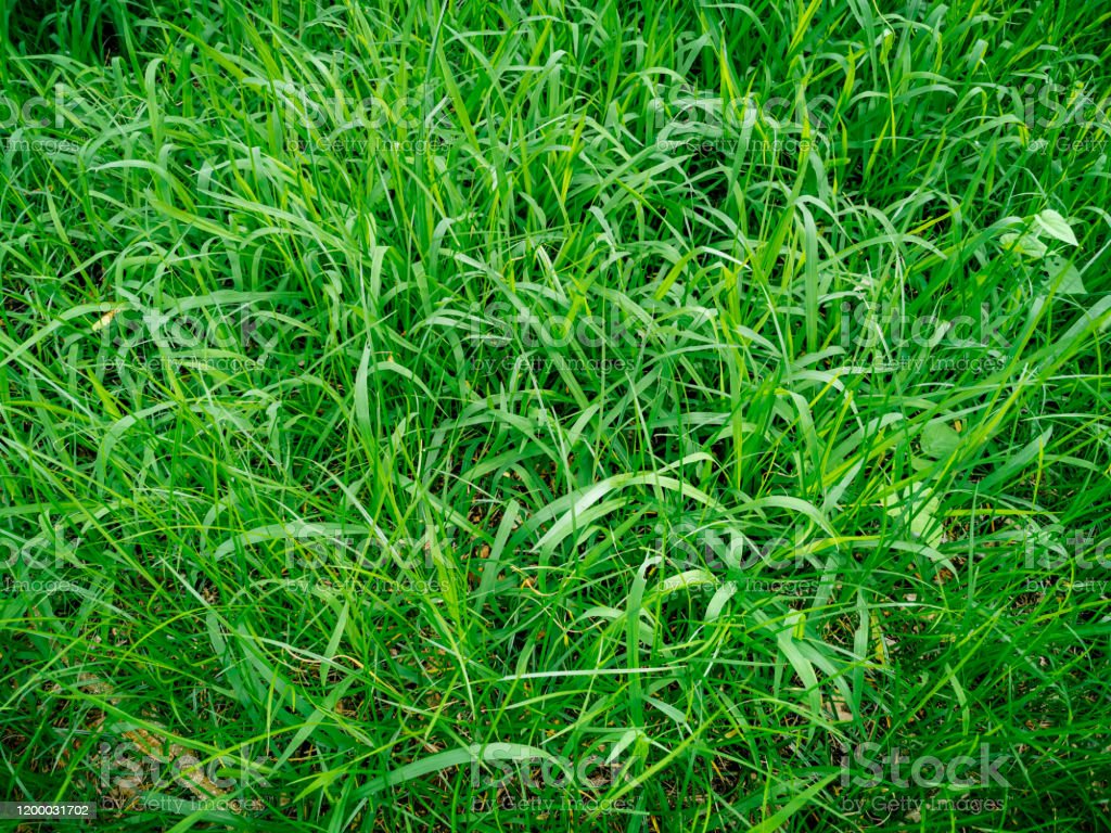 Detail Backgroun Rumput Nomer 27