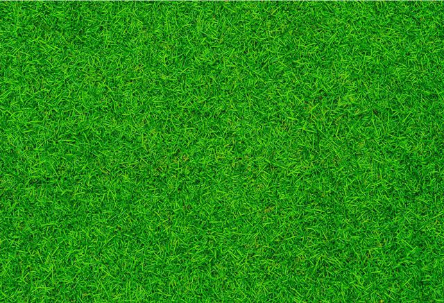 Detail Backgroun Rumput Nomer 4