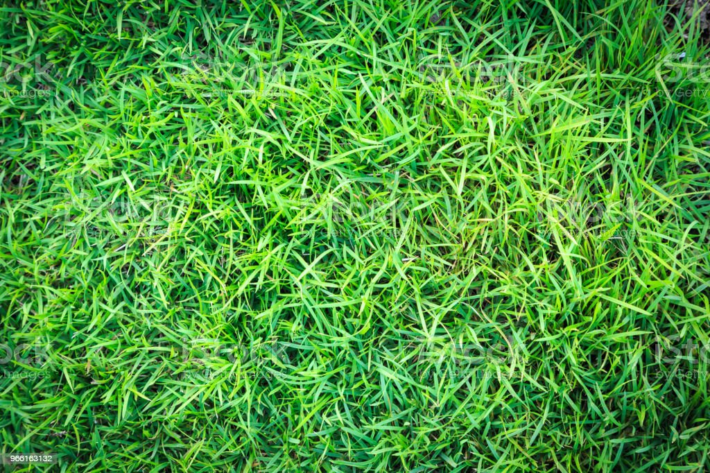 Detail Backgroun Rumput Nomer 29