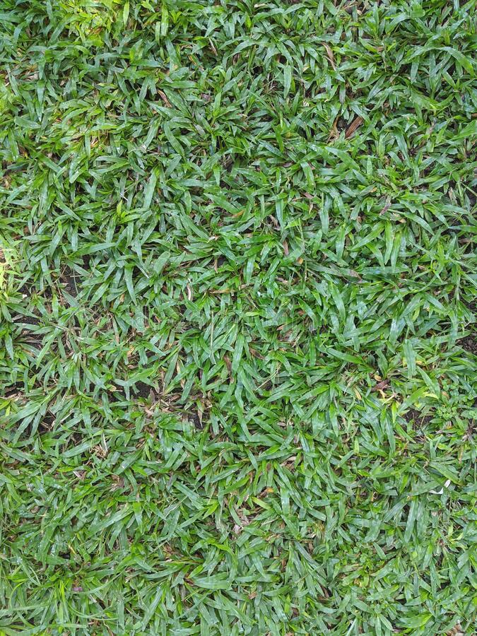 Detail Backgroun Rumput Nomer 34