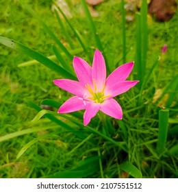 Detail Backgroun Rumput Nomer 39