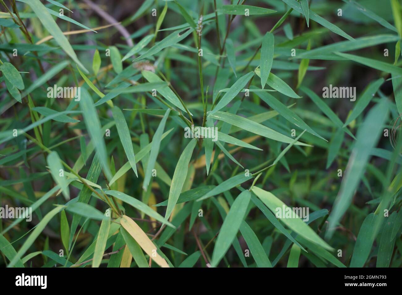 Detail Backgroun Rumput Nomer 42