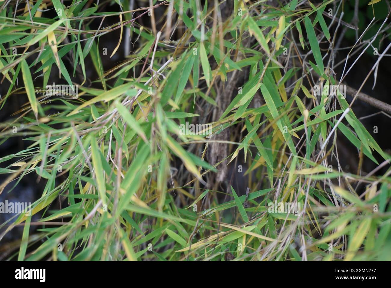 Detail Backgroun Rumput Nomer 44