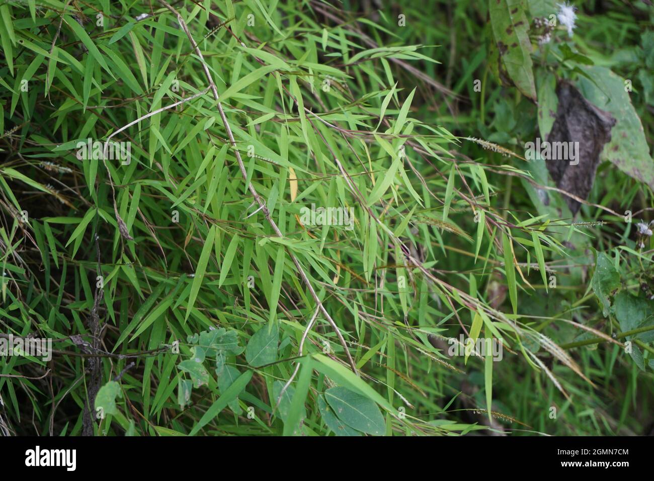 Detail Backgroun Rumput Nomer 50