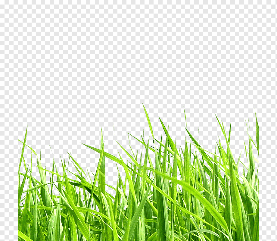 Detail Backgroun Rumput Nomer 53